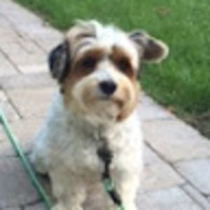 Meet your Posher, Murray